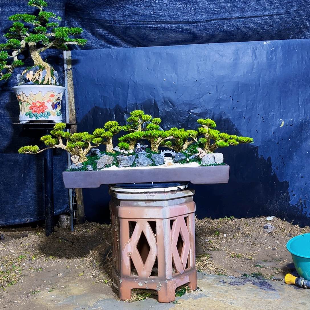 无花朵黄杨黄杨黄杨黄杨