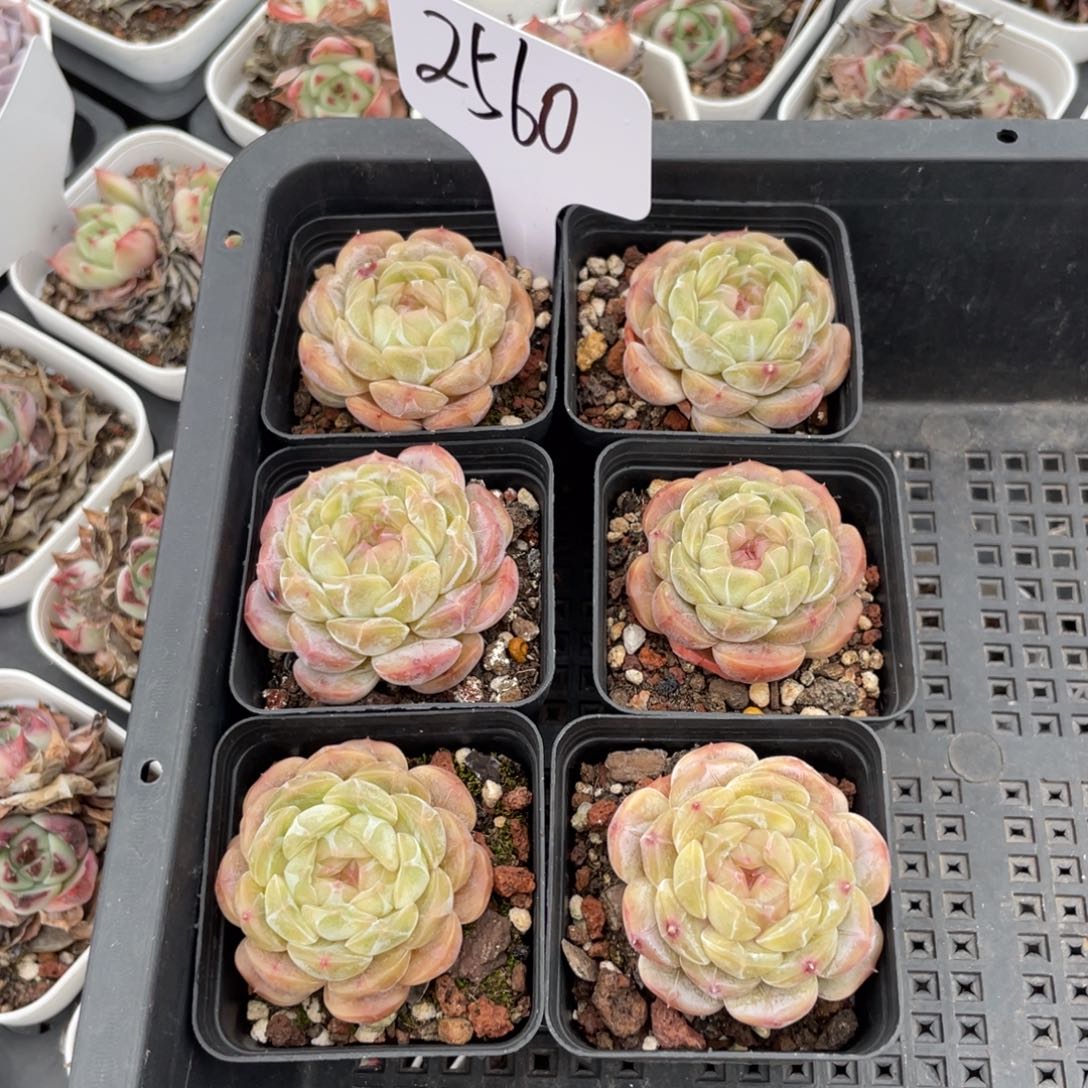 不包整散 盆子不售后2560