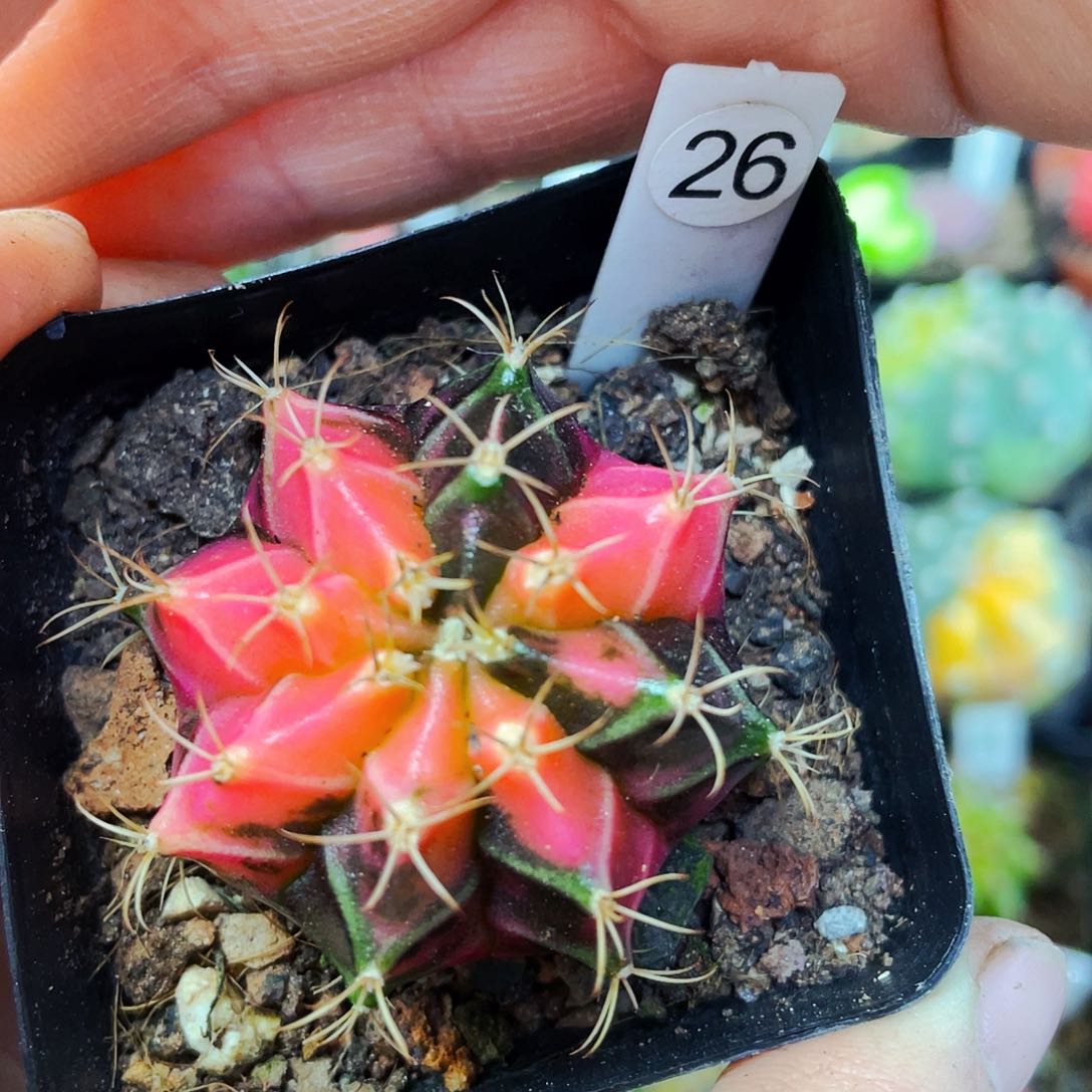 非偏远地区满25包邮仙人球