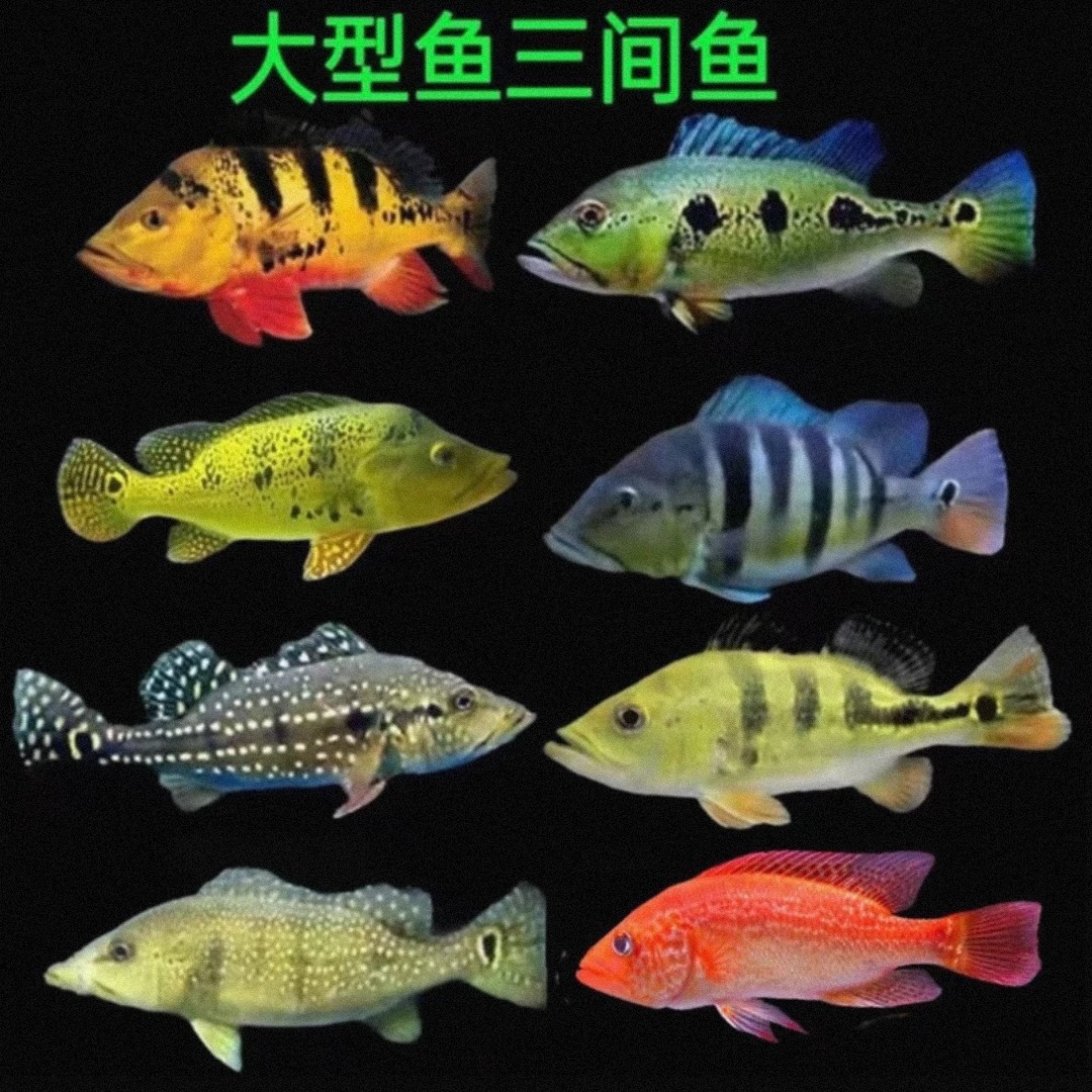 孔雀鲈鱼fogo火三间帝王三间繁星三间短球巴西亚申古三间蓝帆眼斑