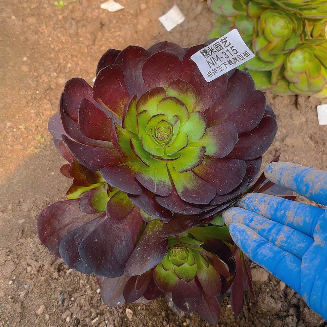 黑珍珠多肉植物315