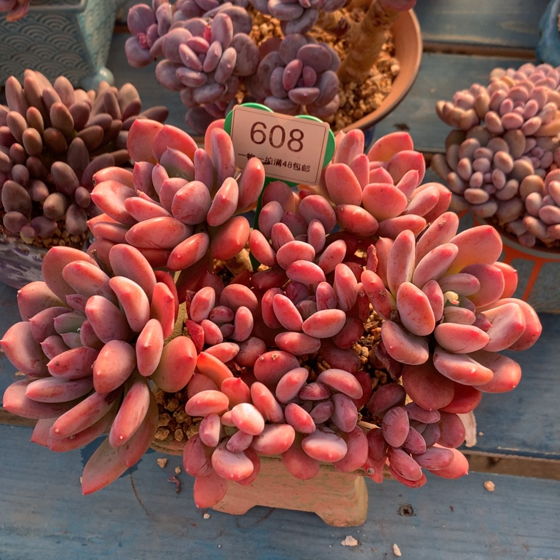 灰姑娘老桩无砍平头608