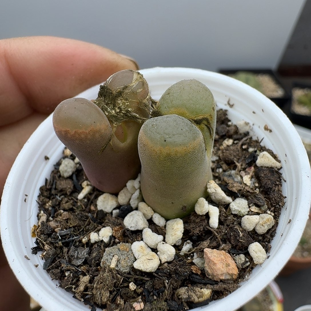 给哥哥哈哈哈姐姐家