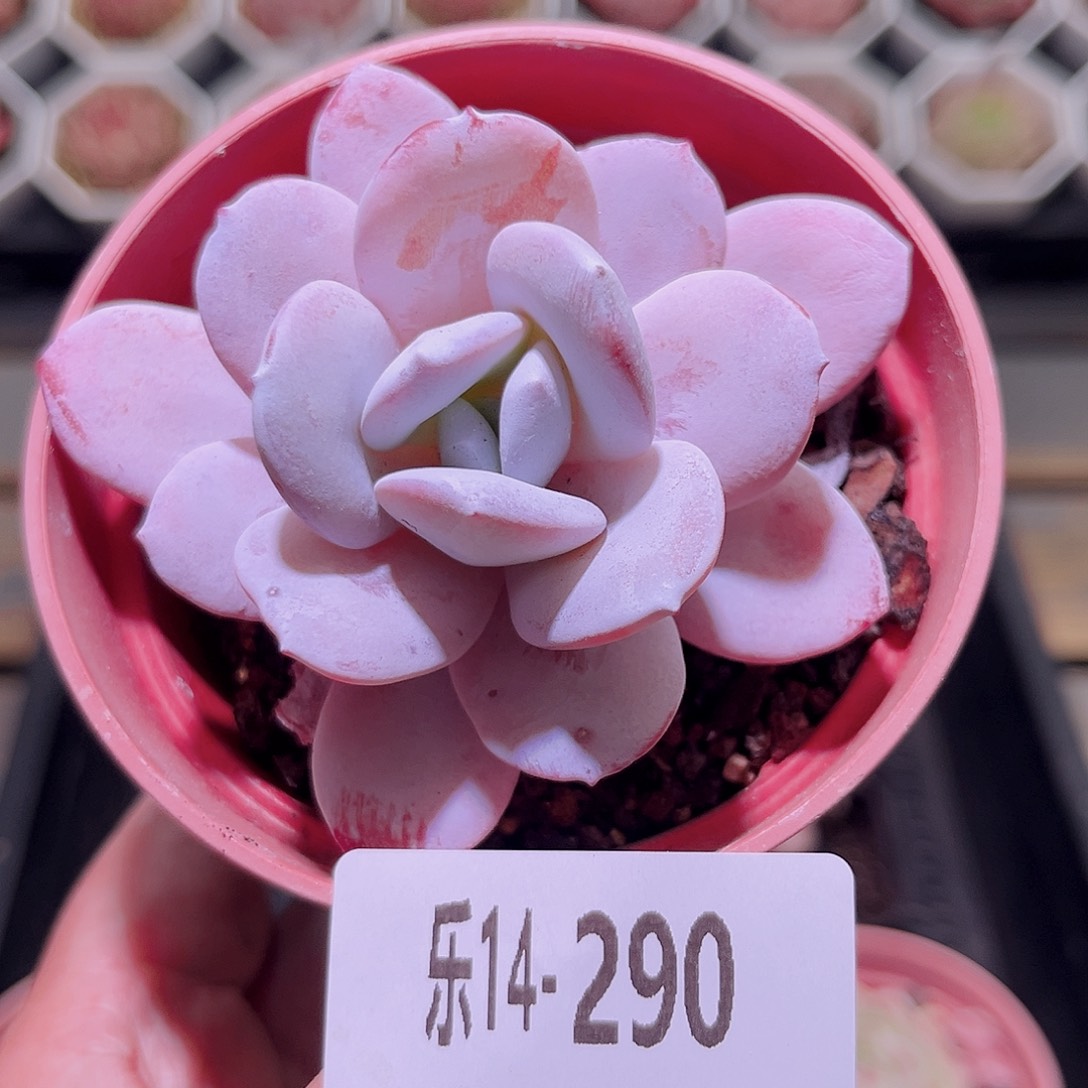 乐然14-290 粉雪莲