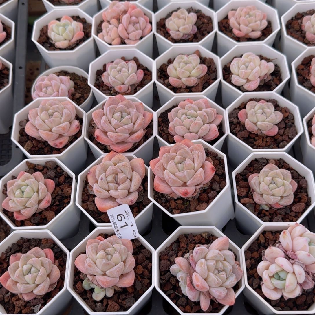 61号32颗冰玉一组