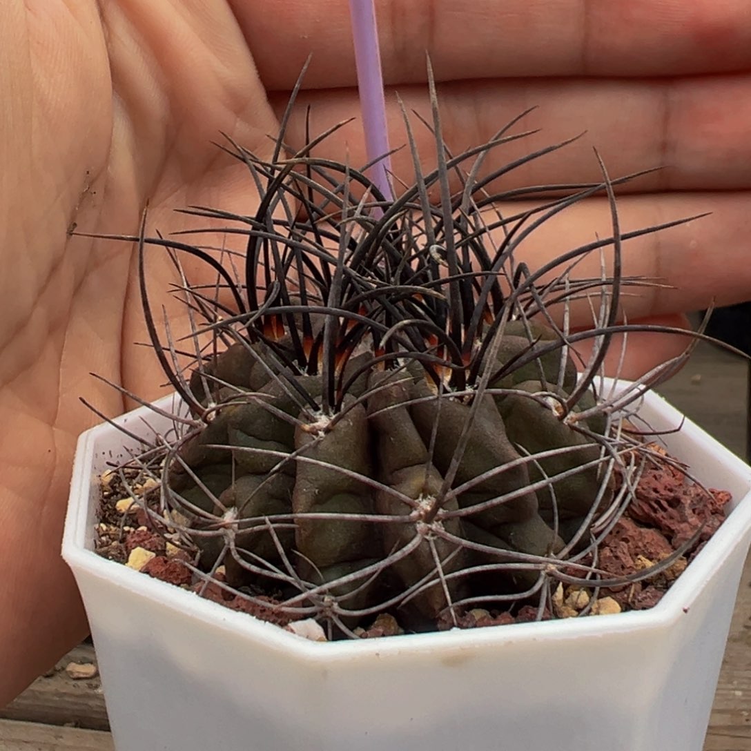 实生根韩山玉多肉植物带盆土