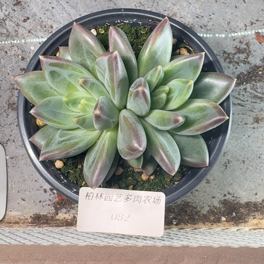 082 美人杂交 一物一拍