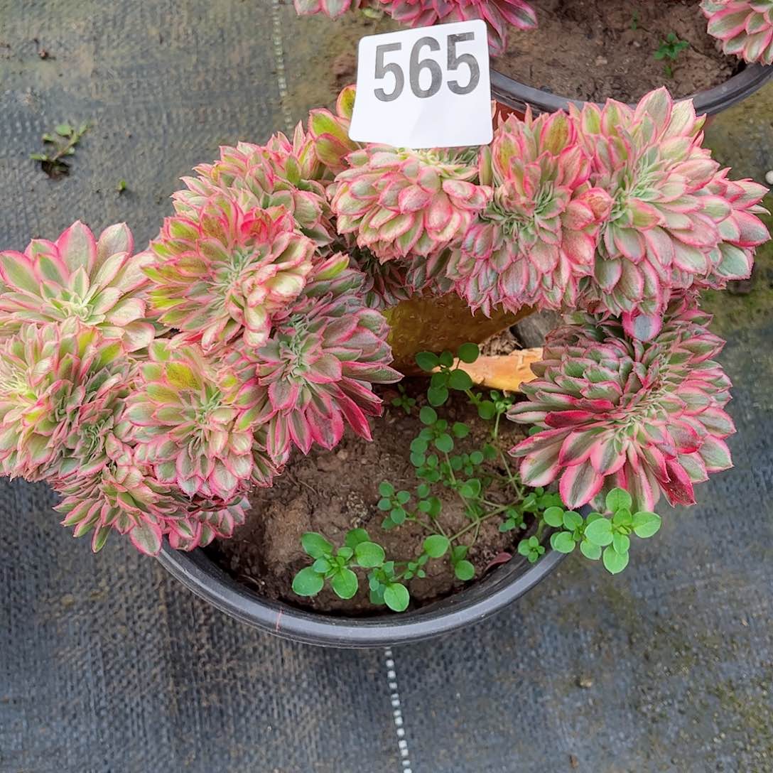 无花朵多肉植物565