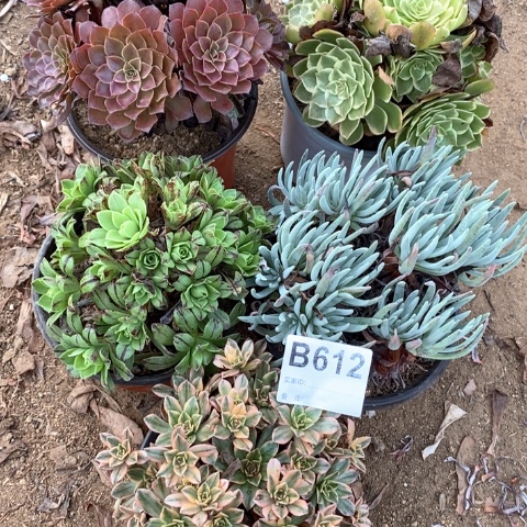 612五颗法师多肉植物