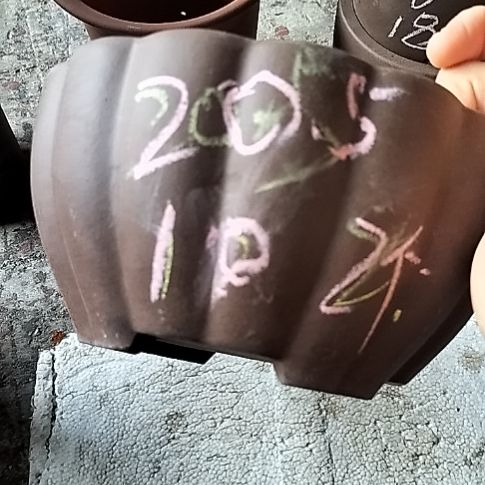 南瓜两个紫砂花盆