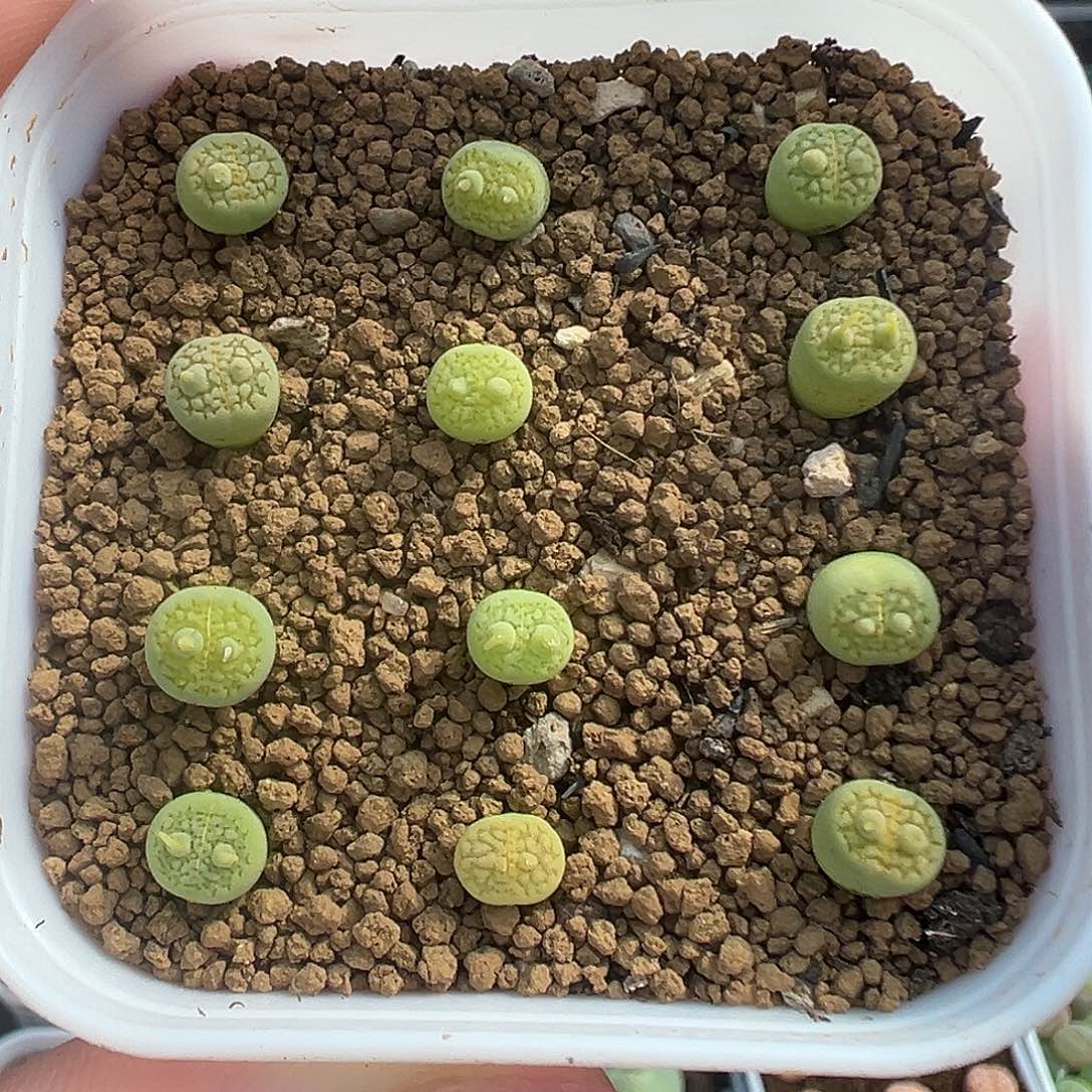 381绿巴厘带盆土发货