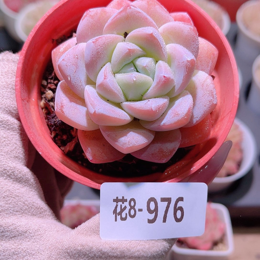 花利美8-976冰玉