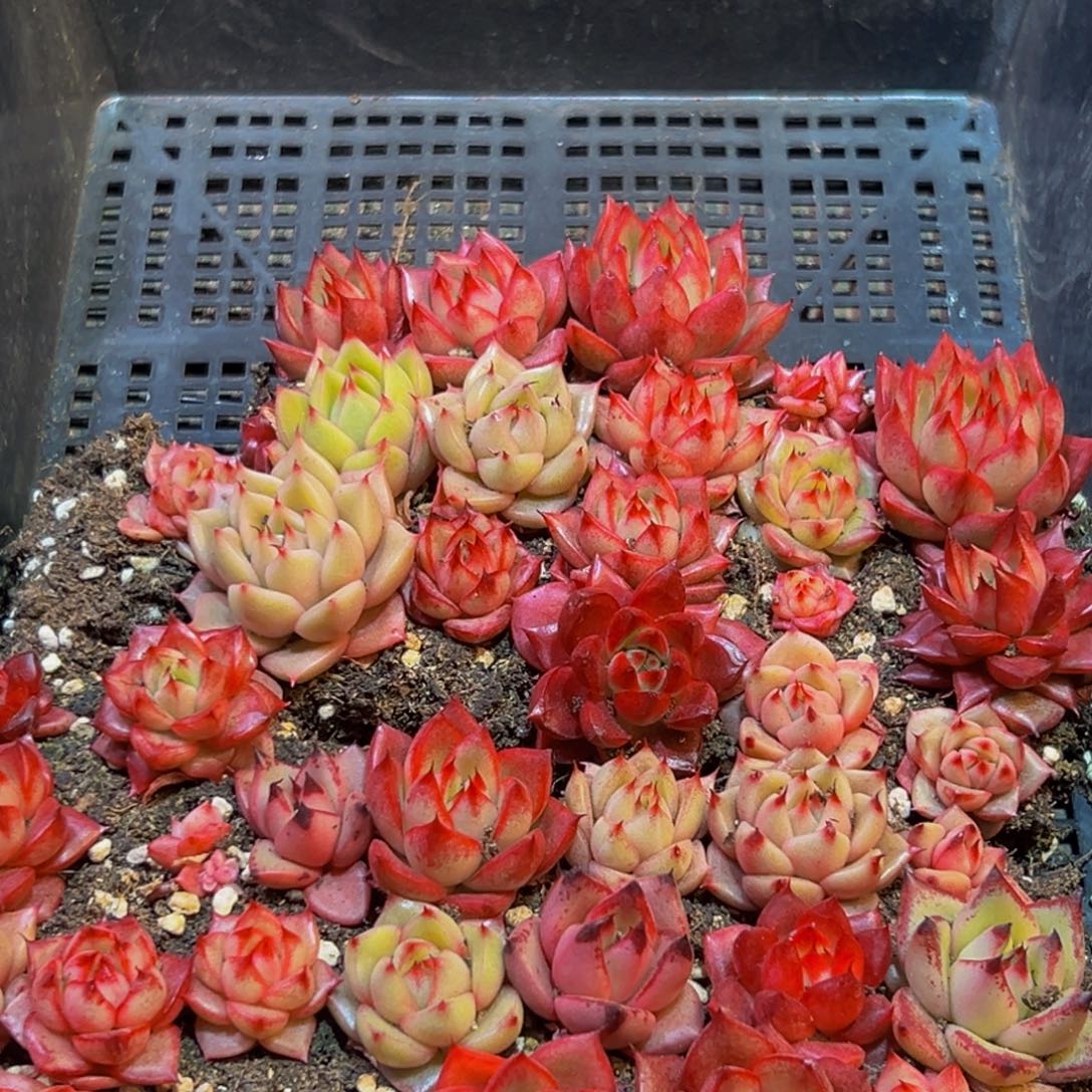 685多肉葡萄的文一个个