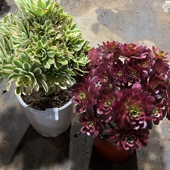 多肉植物组合两个1