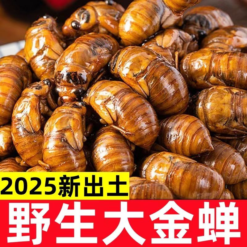 新鲜知了猴活体速冻金蝉爬叉结了