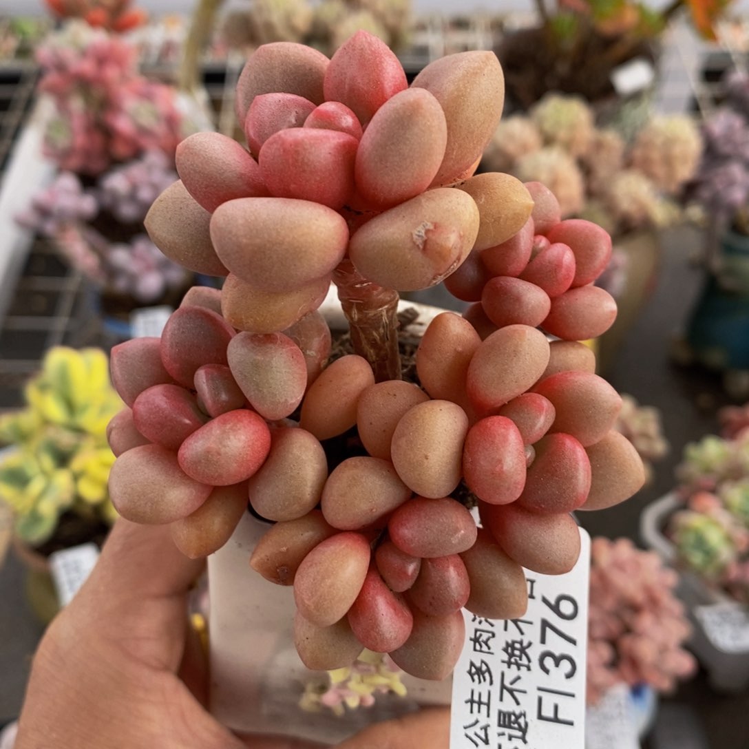 先锋派376/6cm的肉