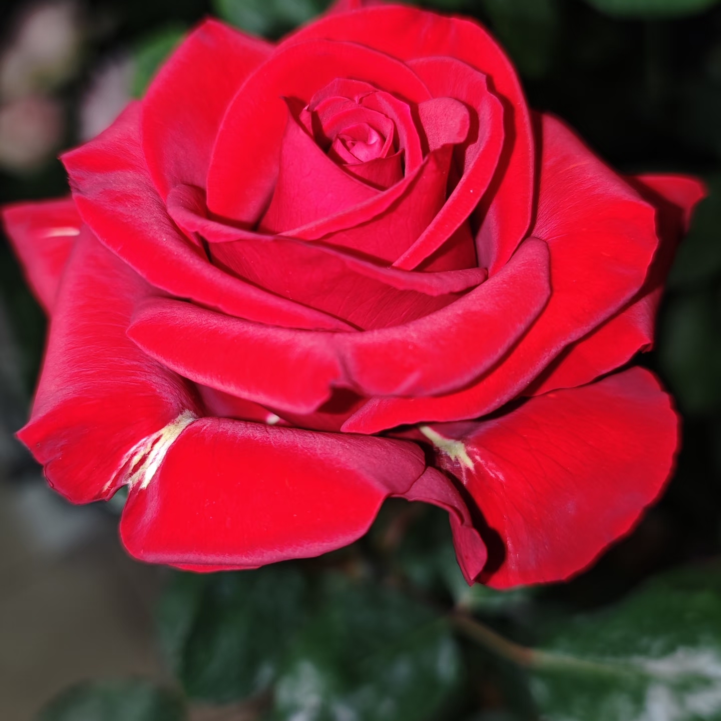 【红兔】新品切花月季灌木大花玫瑰 耐开直立抗病（1+根接土球发货）