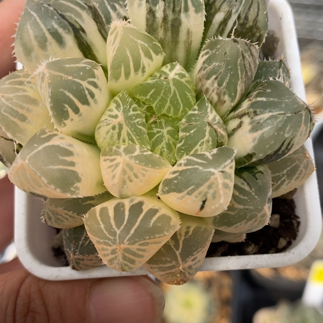 227号楼兰玉露锦带盆