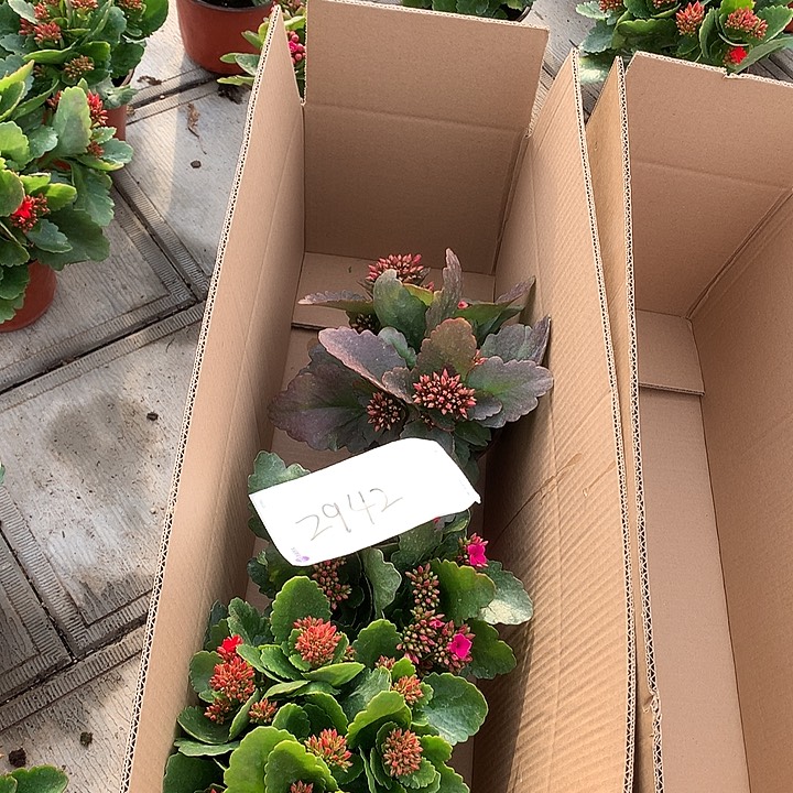 福利款长寿花3盆四季开花