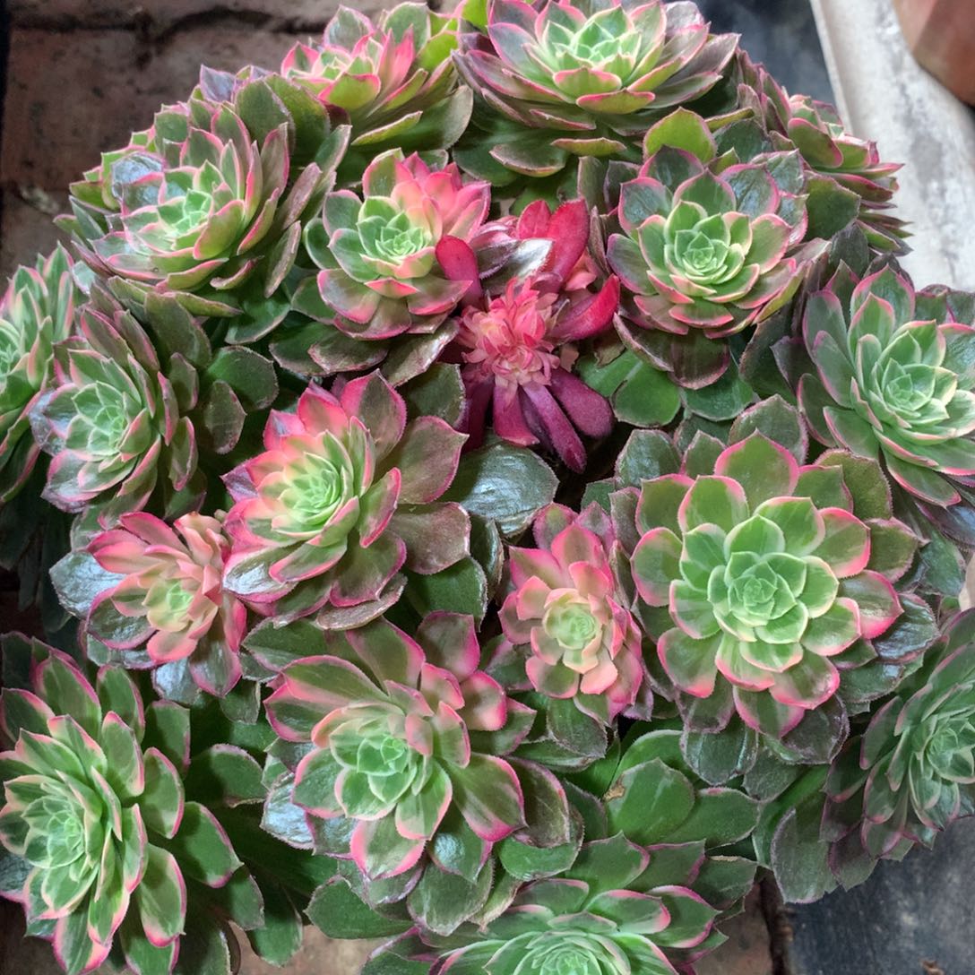 万花筒，多肉植物的