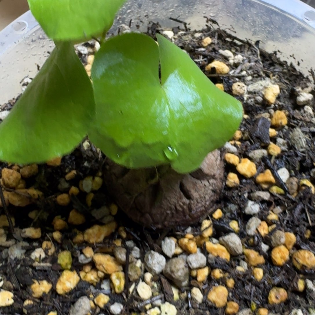 140南非龟甲龙哈哈哈