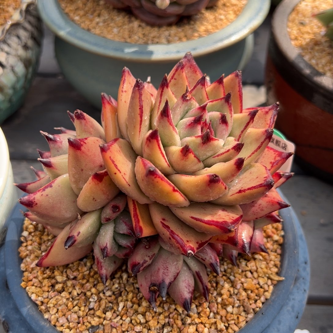 从前慢多肉精选编号0313.126