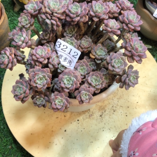 粉布偶，3212，一物一拍