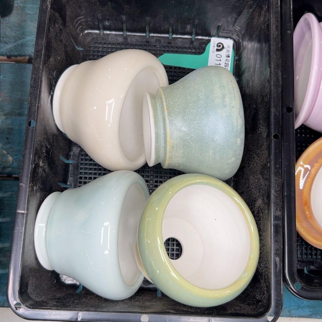 多肉精选编号0115.160