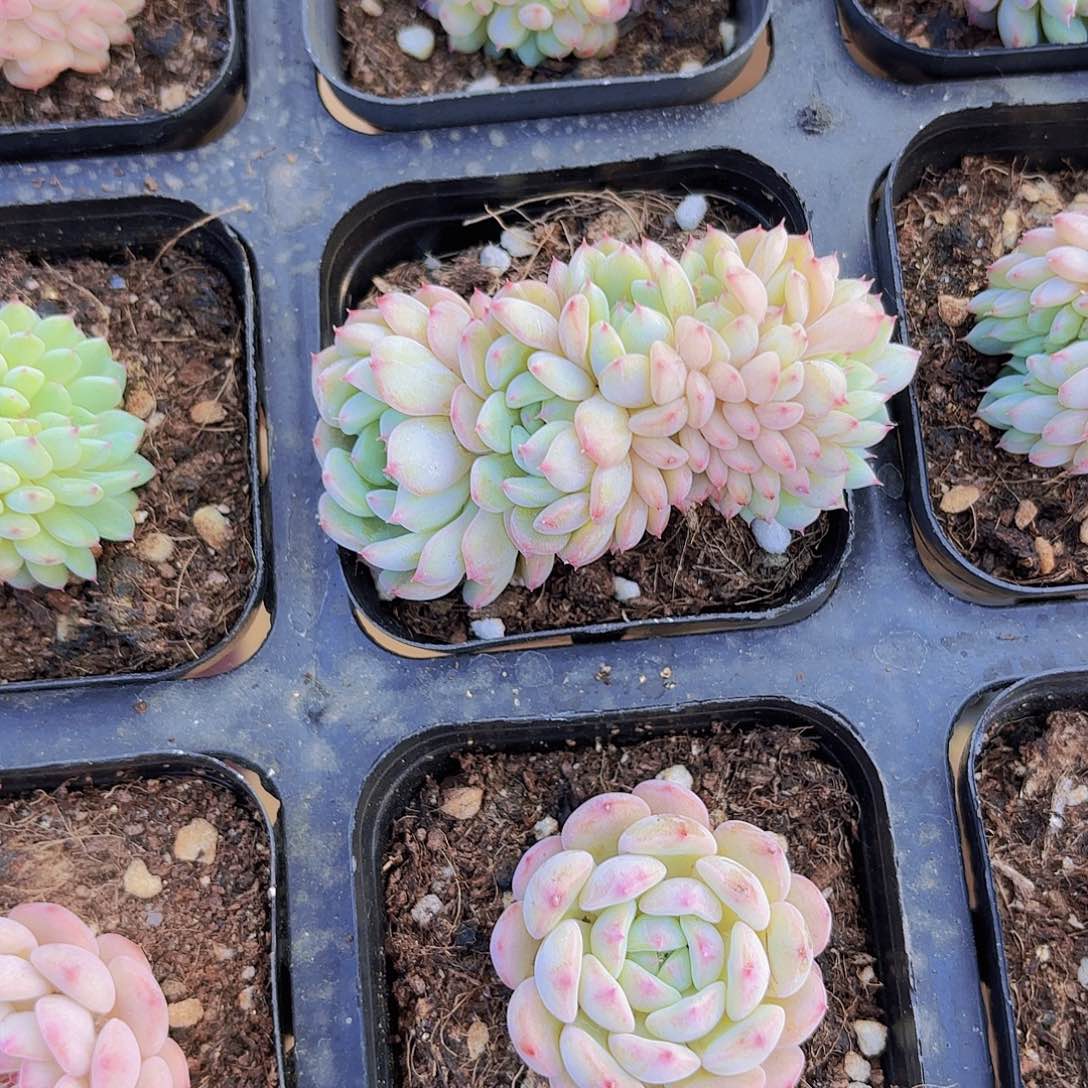 琪*妈精品白胖子缀化多肉植物