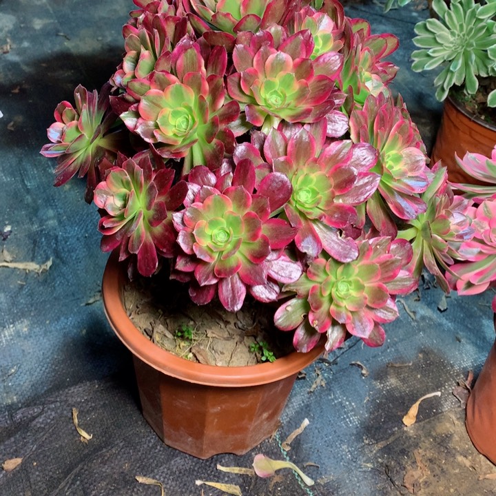 907安娜多肉111111