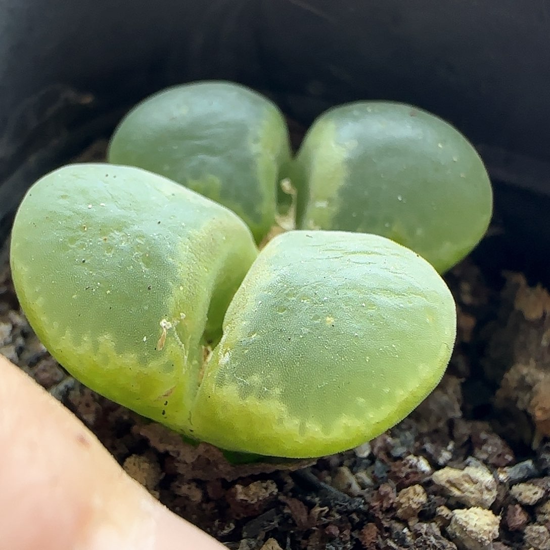 年后脱土发货23483