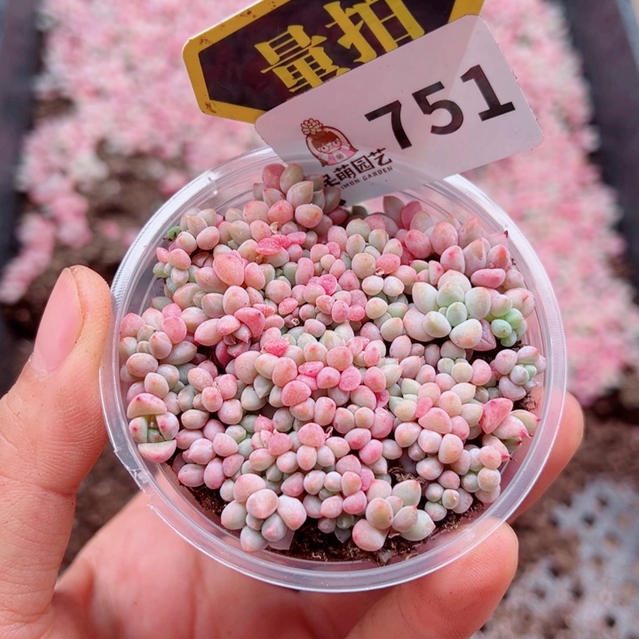 多肉植物多肉植物