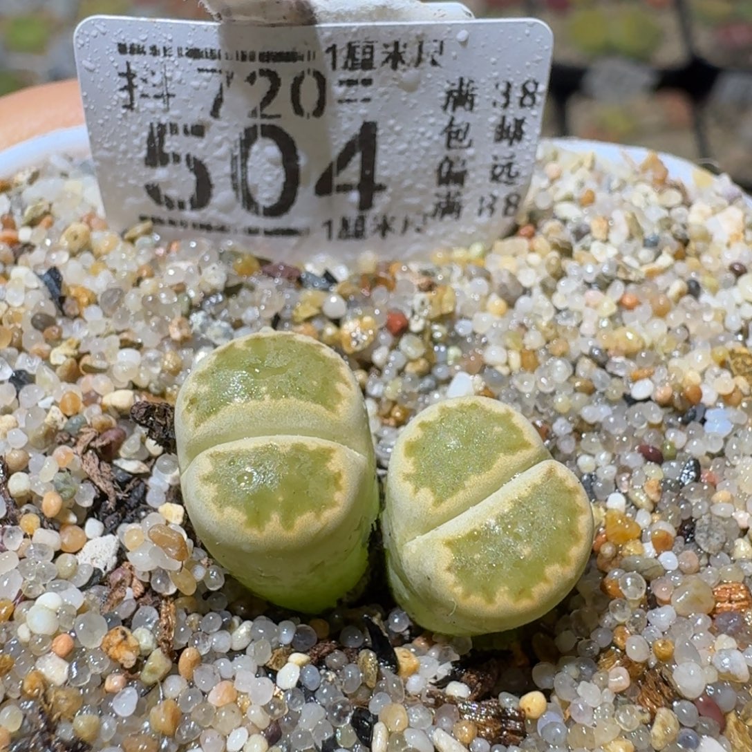 Sss清仓大放送504