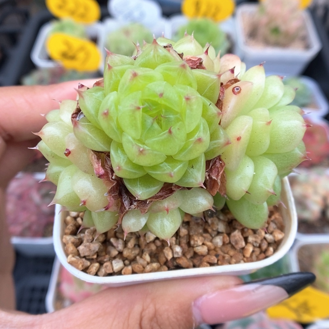 润玉珍妮群生220号。  