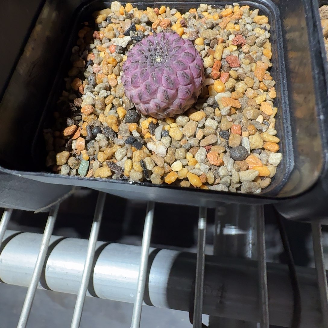 木***盆花花花花花花花花花
