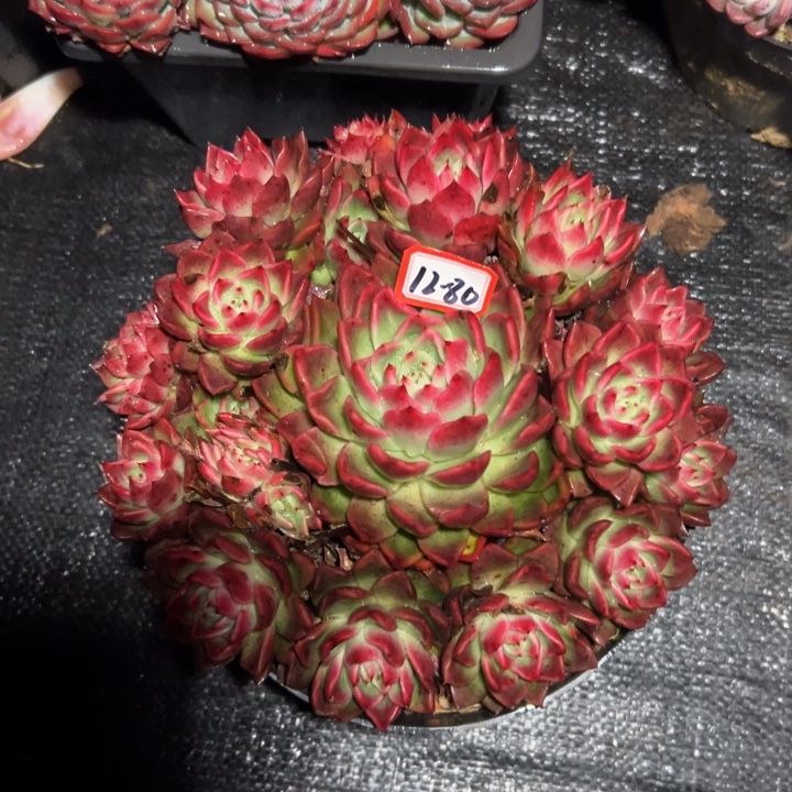心***度精品多肉植物老桩