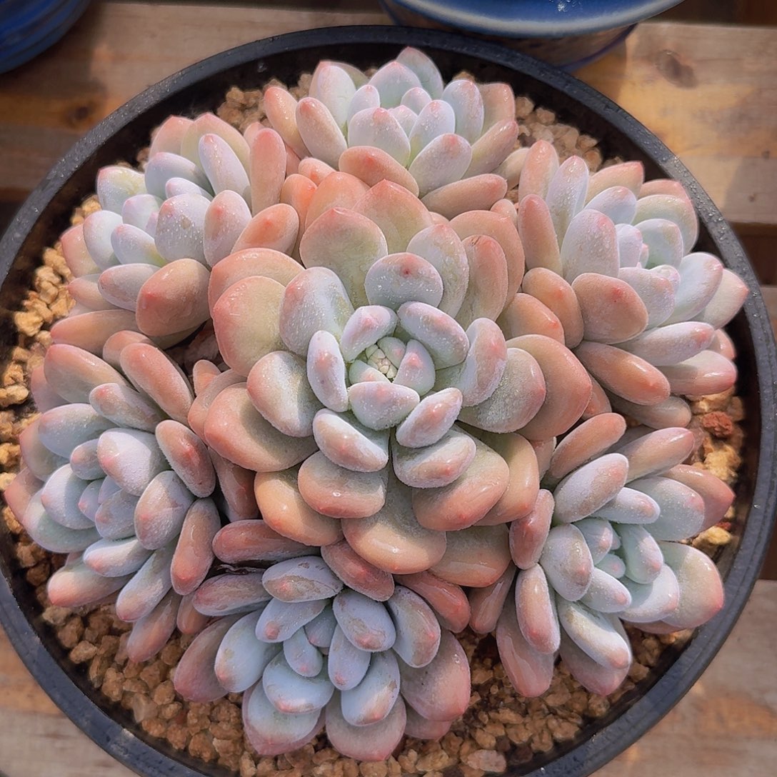 香水捧花多肉一物一拍