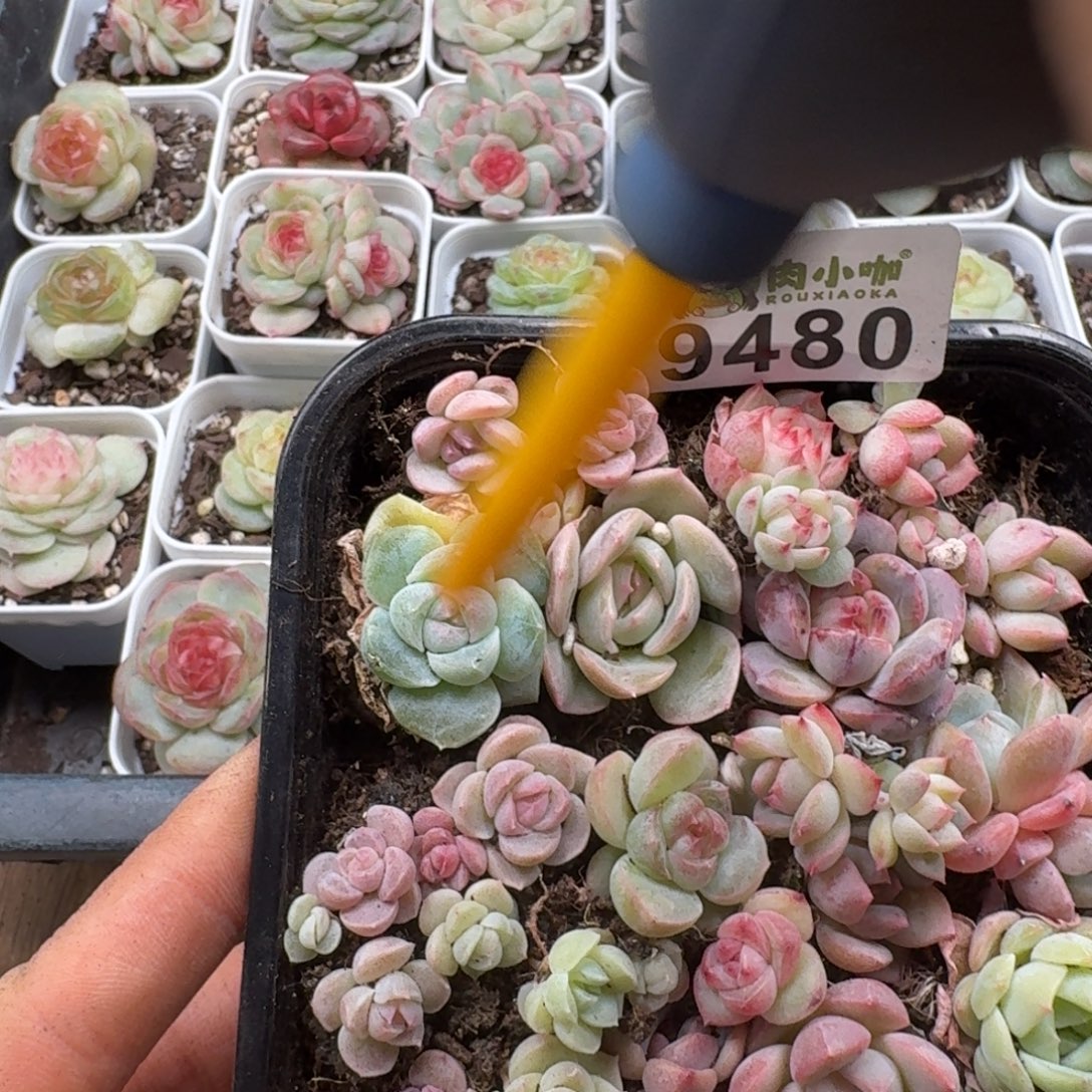 多肉植物多肉植物