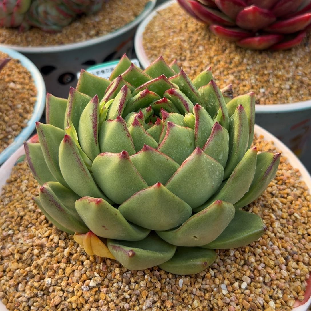 多肉一物一拍0216-130