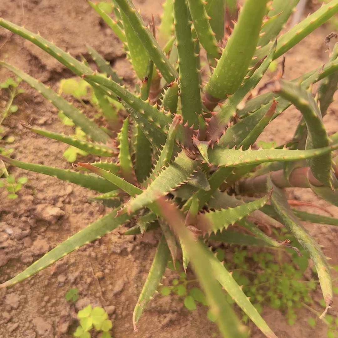 块根植物块根植物