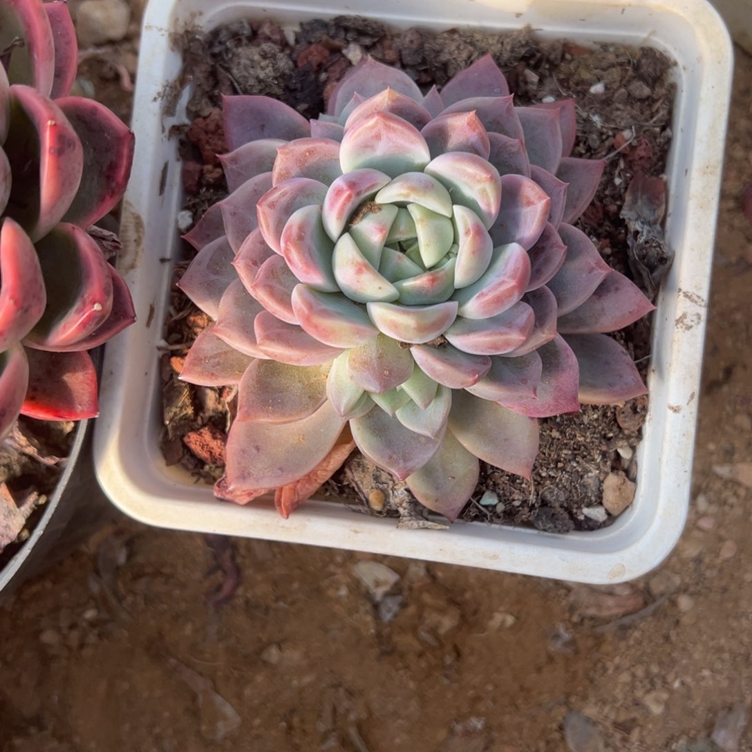 醉***颜精品多肉植物老桩