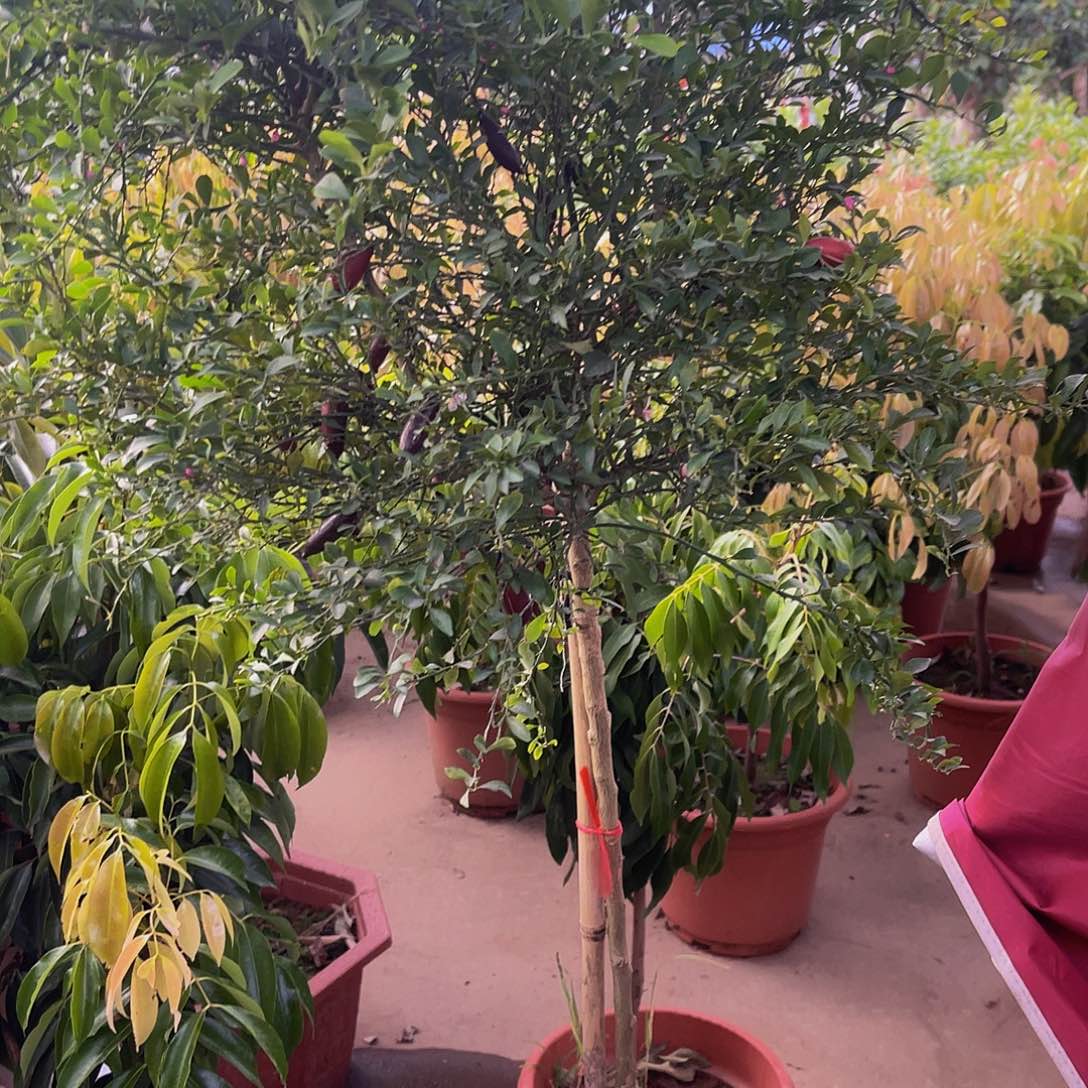 天****完全开放果树果树11111