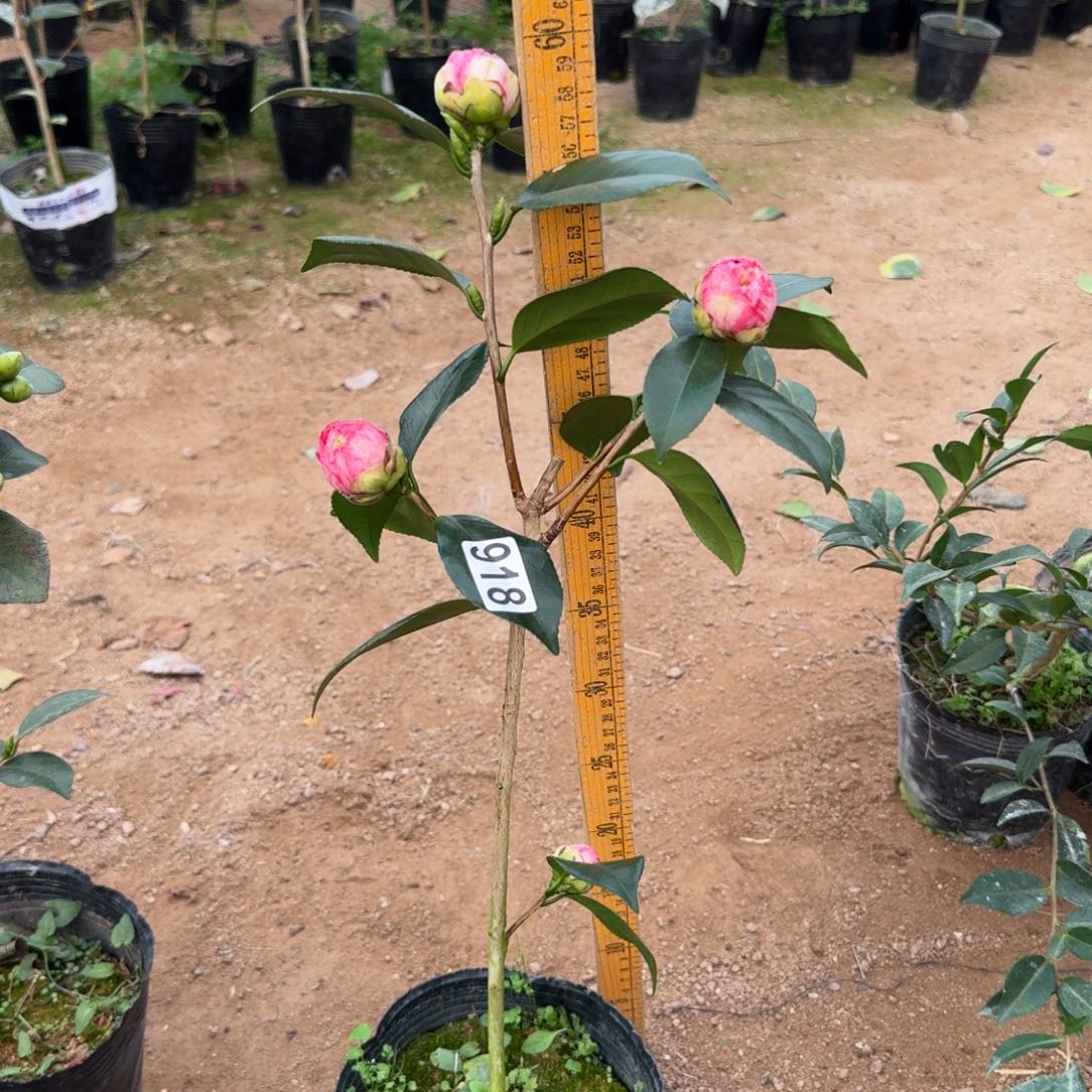 少量花朵（建议范围：2朵-5朵 或40%以下）918糖果屋