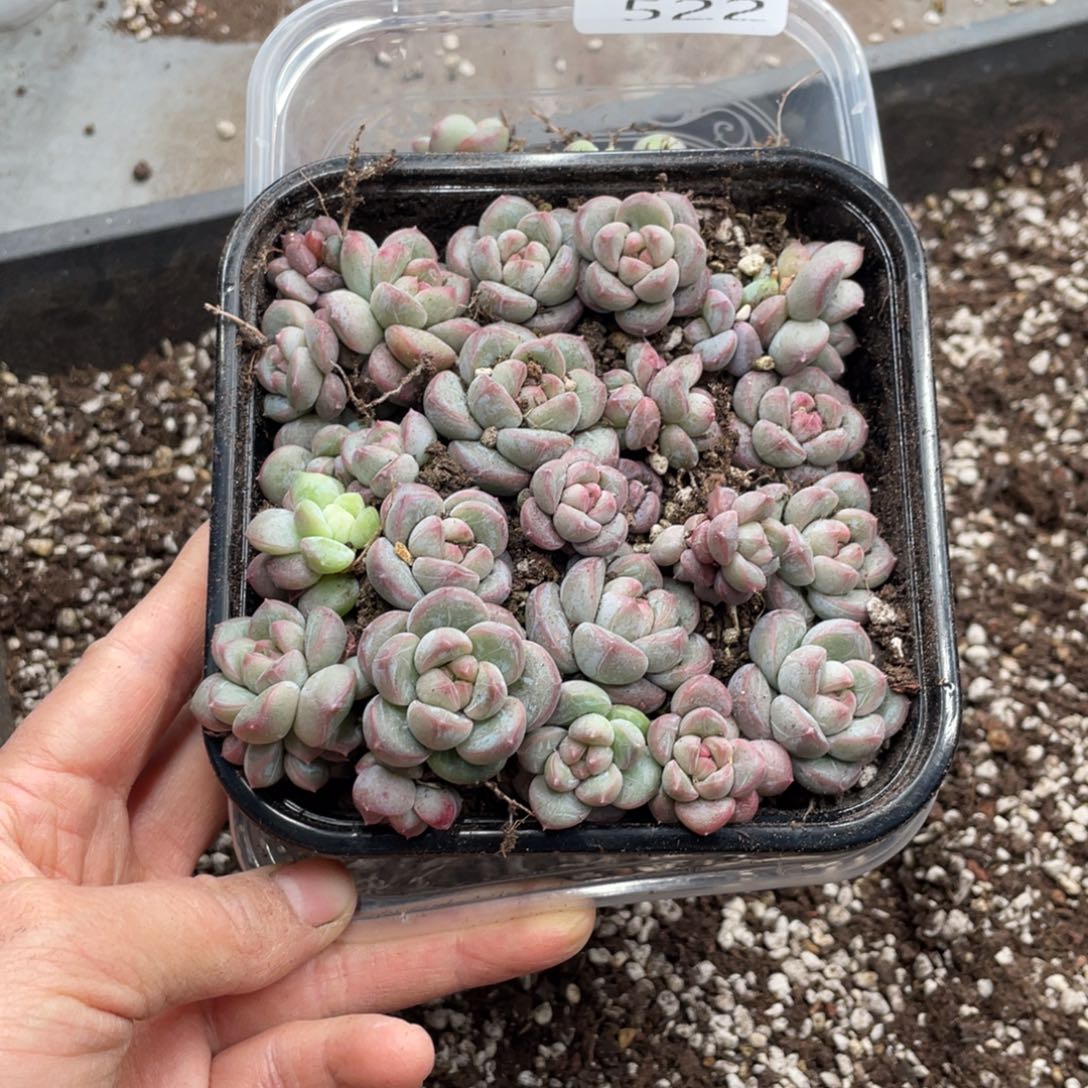 糕大上多肉植物522