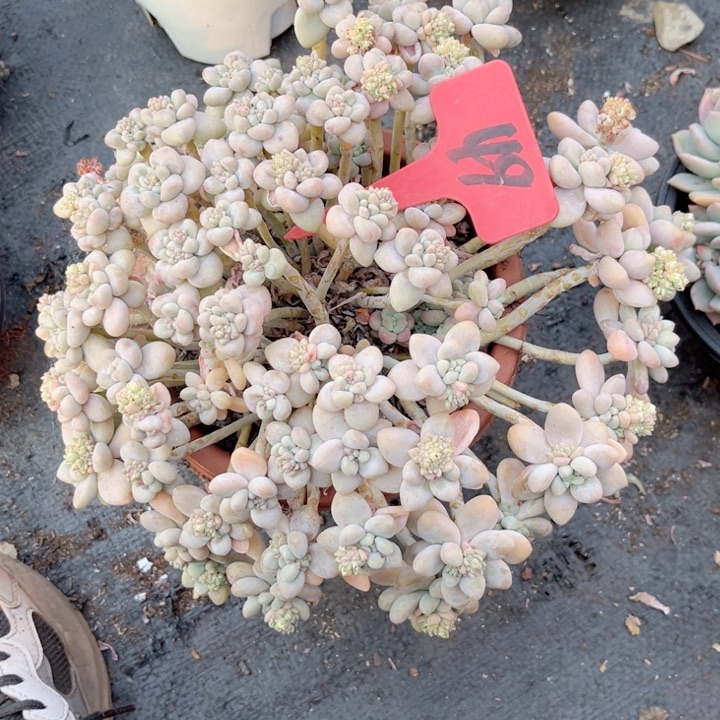 多肉植物9.9包邮