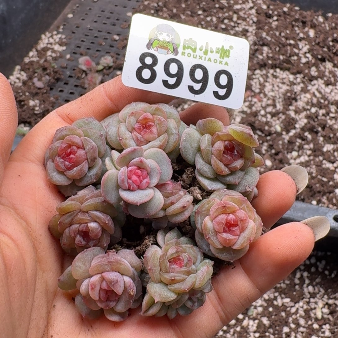 多肉植物多肉植物