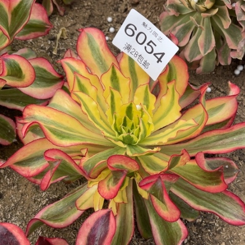 魅影多肉多肉6054