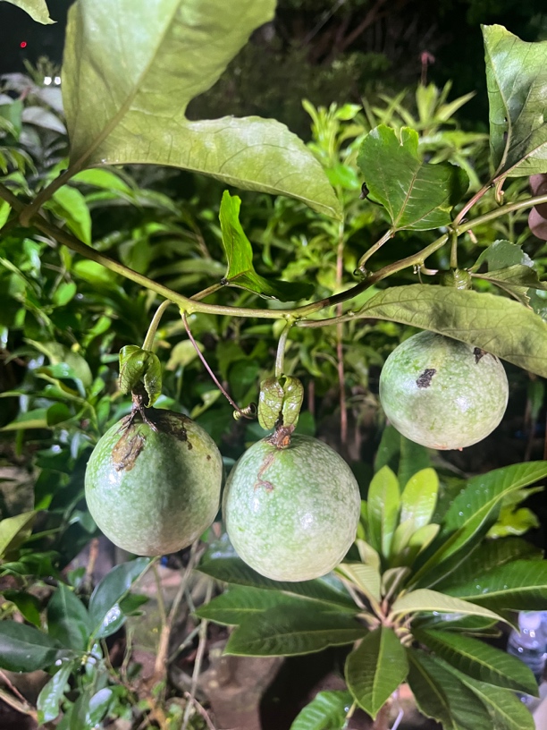 百香果苗钦蜜九号百香果