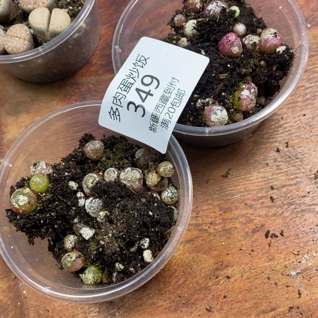 逆****多肉蛋炒饭感谢您相伴349