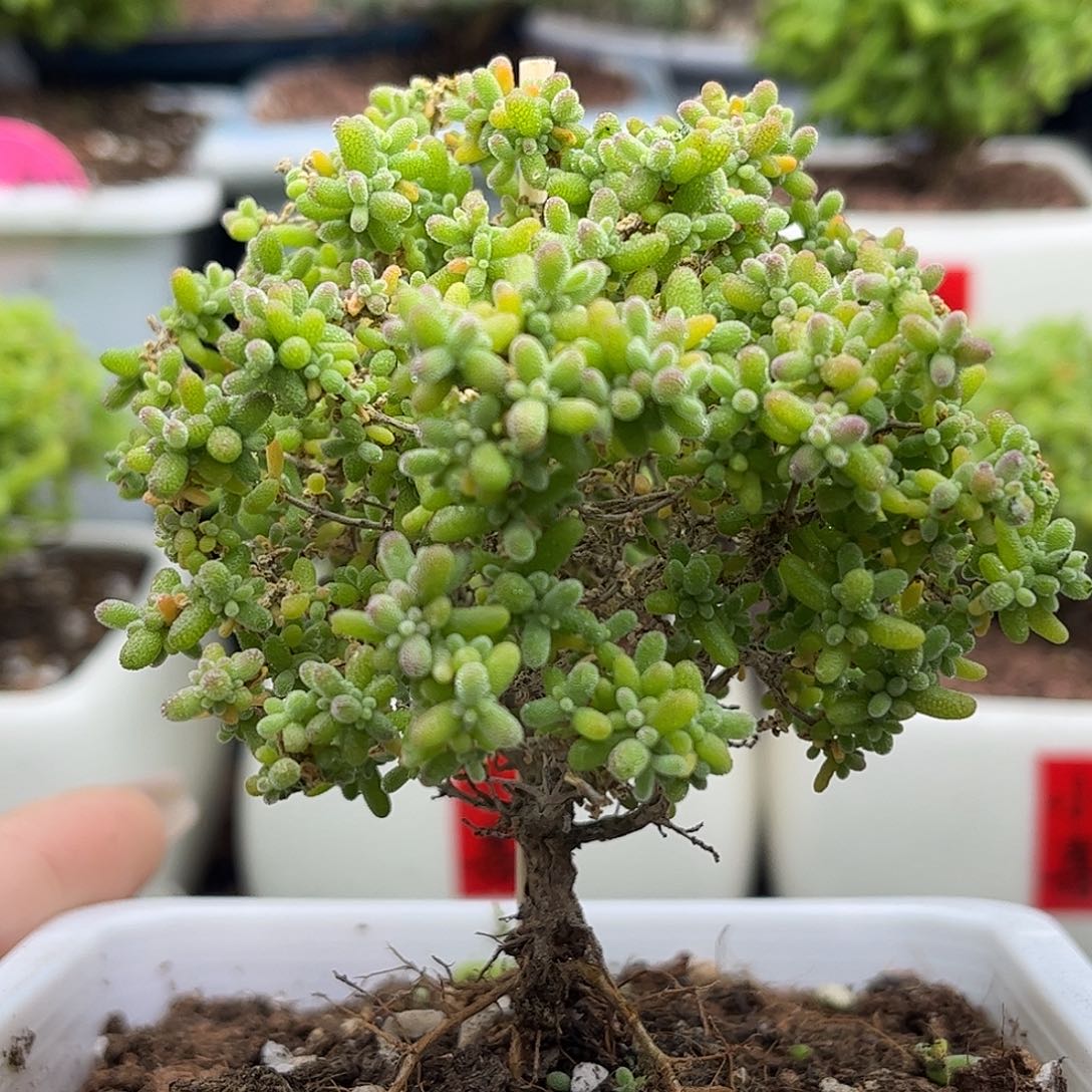 14小小米优选枝干番杏